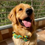 Profile Picture of Jarvis | The Retriever (@jarvis_the_golden_boy) on Instagram