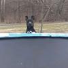 Profile Picture of Danyelle Newhouse (@@danyellenewhouse0) on Tiktok