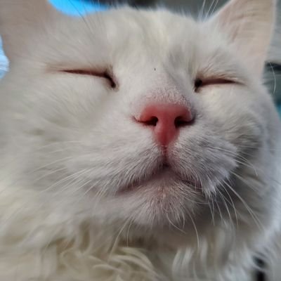 Profile Picture of 9livs  🇺🇸 (@KeithAnders9) on Twitter