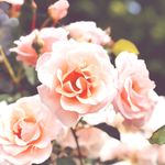 Lorraine Petersen - Instagram Profile Picture of Lorraine Petersen (@savinggraceantiques) on Instagram