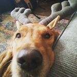 Profile Picture of Richard Bonito (@holy_crap_thats_a_giant_doggo) on Instagram