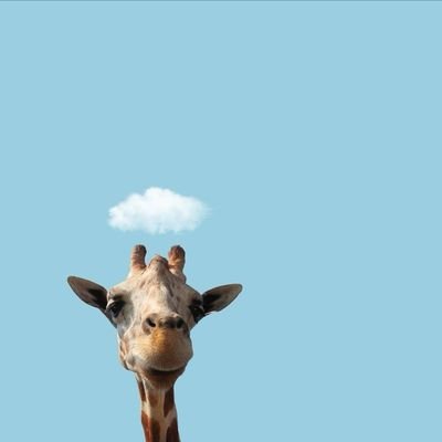 Profile Picture of VincentGU (@VincentGU9) on Twitter