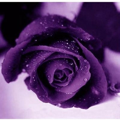 Profile Picture of Violet Larsen (@VioletLarsen17) on Twitter