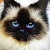 Profile Picture of laurel keeler (@cookies669) on Tiktok
