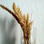 Profile Picture of adamagronom (@adamagronom) on Instagram