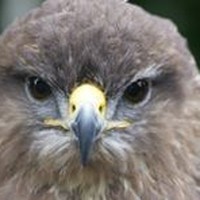 Profile Picture of Michael Cowling (@michael-cowling-6) on Quora