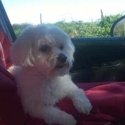 Profile Picture of Brendan Sutton (@bsutts39) on Twitter