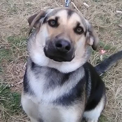 Profile Picture of Andrea Sherman (@@sherman_ac) on Twitter