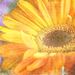 Profile Picture of Candy Pfeifer (@candy2005) on Pinterest