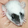 Profile Picture of May Rats (@May Rats) on Flickr