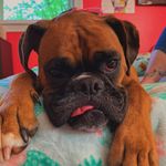 Profile Picture of Boxer Jordina Michael Ahl (@ahl.jordan) on Instagram