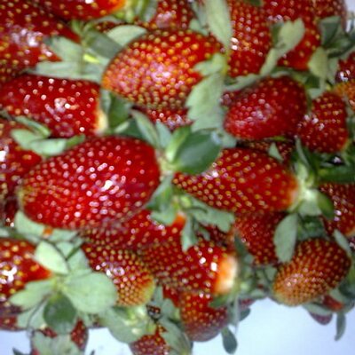 Profile Picture of JOSE LUIS OREGEL (@FRESEROMICH) on Twitter