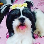 Profile Picture of Meg #shihtzu (@meglorena326) on Instagram