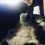 Mathieu Lafleur - Instagram Profile Picture of Mathieu Lafleur (@mathieu_lafleur_) on Instagram