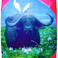 Profile Picture of Deborah Rasmussen (@deborah-rasmussen-6) on Quora