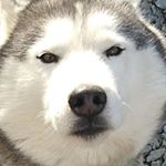 Profile Picture of alex dakin (@dakin.alex) on Instagram