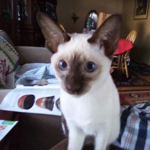 Profile Picture of Linda Relyea (@maidlee) on Poshmark