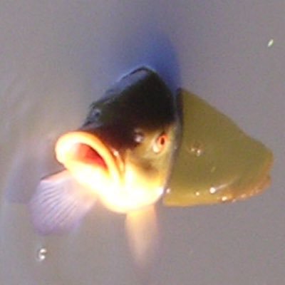 Profile Picture of Jean Bardy (@laride) on Twitter