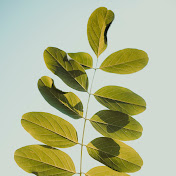 Profile Picture of Chia Lin (@yingdian) on Youtube