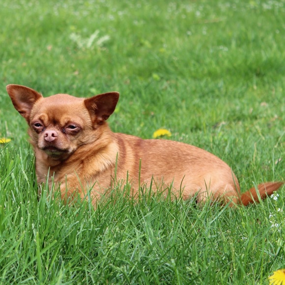 Profile Picture of Neilen may Kabrick (@nmkab) on Poshmark