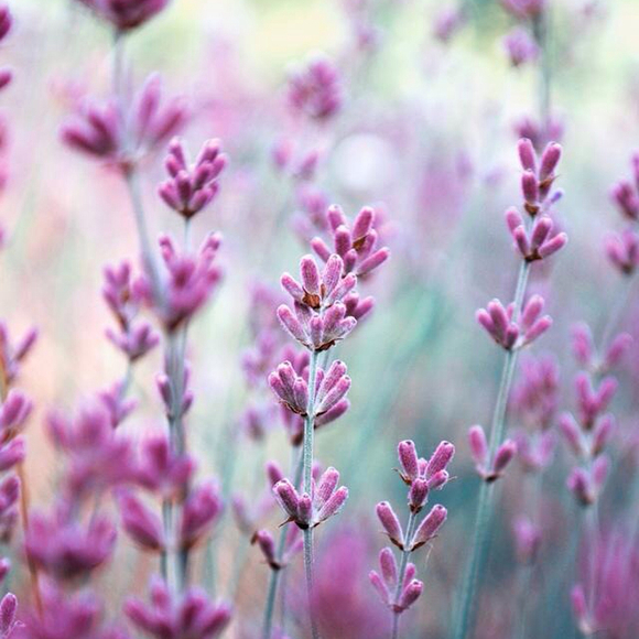 Profile Picture of Amy Padron (@apadron) on Poshmark