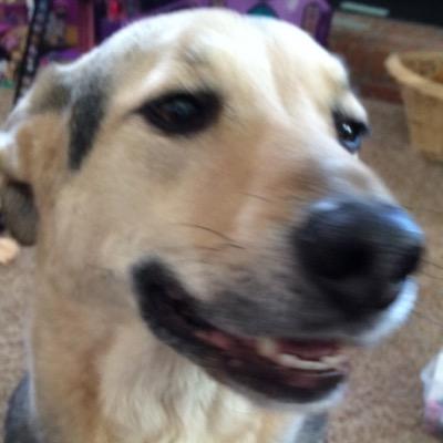 Profile Picture of Joe Bashaw (@bash833) on Twitter