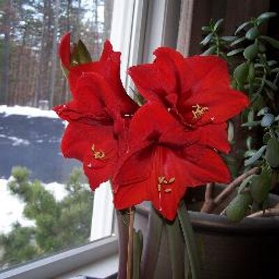Profile Picture of Rose Moore (@rosemoore53) on Twitter