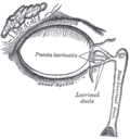 Profile Picture of Lacrimal glandon Wikipedia