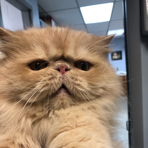 Profile Picture of Bryanna Fellows (@bryfellows43) on Poshmark