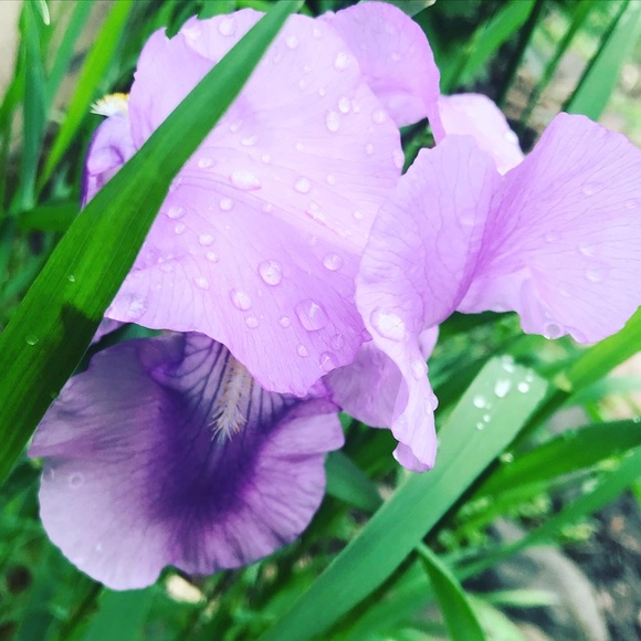 Profile Picture of Anise Grajeda (@pippaposh88) on Poshmark