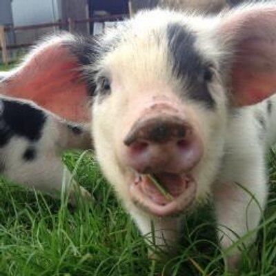 Profile Picture of Ian Chick (@ian_chick) on Twitter