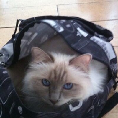 Profile Picture of William Levasseur (@Leva8William) on Twitter