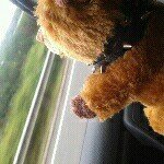 Profile Picture of hardcore jason (@jason_the_beaver) on Instagram
