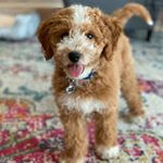 Profile Picture of Sammy Sampson Kavanaugh (@sammy_the_minidood) on Instagram
