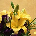 Profile Picture of Jincy Joseph (@jincy.joseph.988) on Instagram