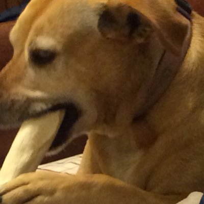 Profile Picture of Andrew Fogelman (@AndrewFogelman) on Twitter