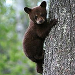 Profile Picture of Capracotta (@capracotta) on Flickr