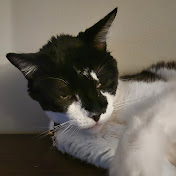 Profile Picture of Thomas Nugent (@ThomasJNugent) on Youtube