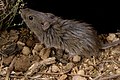 Profile Picture of Heath mouseon Wikipedia