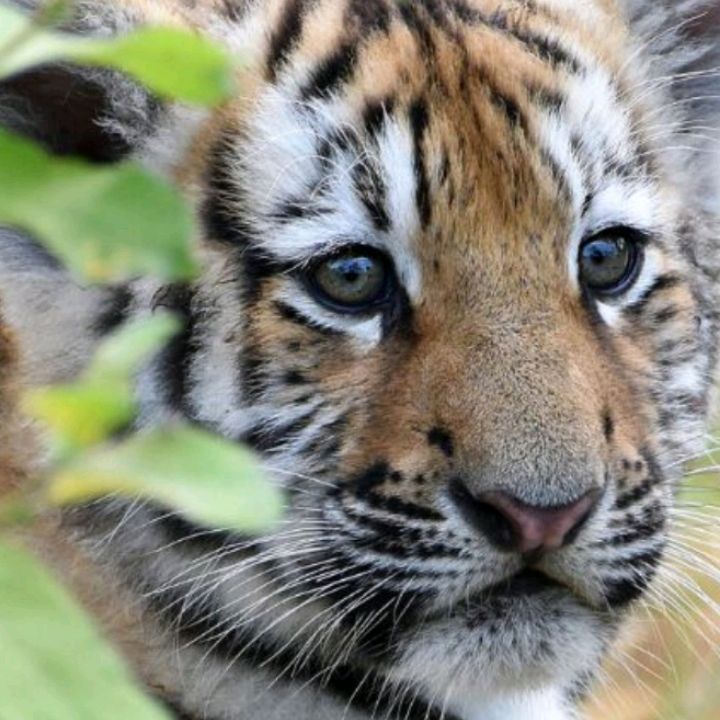 Profile Picture of paulmouawad14 (@paulmouawad14) on Tiktok