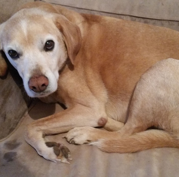 Profile Picture of Julie Droese (@swgirlfinds) on Poshmark