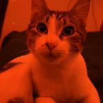 Profile Picture of Jason Schnell (@jason5172001) on Instagram