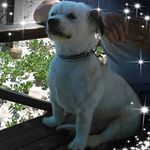 Profile Picture of Janet Clutterbuck (@clutterbuckjanet) on Instagram