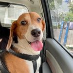 Profile Picture of Josh The Beagle (@joshthebeagle) on Instagram