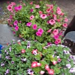 Annikken Brovold - Facebook Profile Picture of Annikken Brovold (@annikken.brovold.3) on Facebook