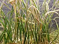 Profile Picture of Halodule wrightiion Wikipedia