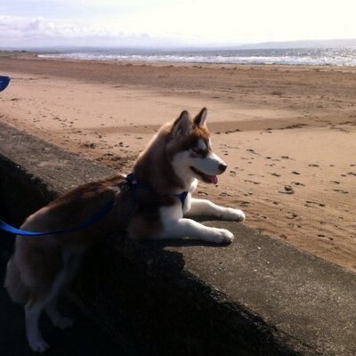 Profile Picture of Russell Sinclair (@WeeSinky) on Twitter