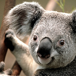 Profile Picture of Daniel Flores  Aguirre (@danny flowers) on Flickr