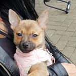 Profile Picture of patreese (@pomchi_patreese) on Instagram