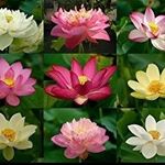 Profile Picture of Lilly Marshall (@my_little_lilly_pad) on Instagram